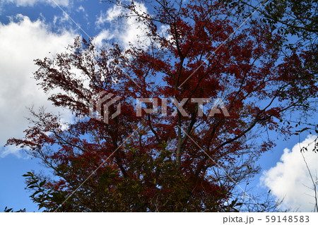 箱根の秋 59148583