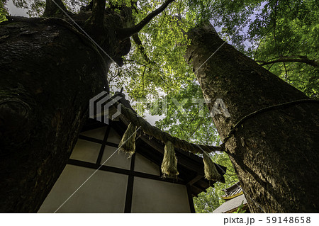 川越氷川神社 御神木 埼玉県川越市 川越氷川神社 御神木 埼玉県川越市 59148658