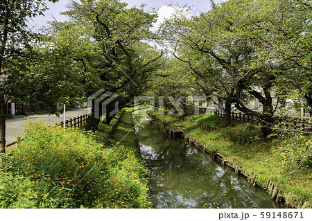 川越氷川神社　新河岸川　埼玉県川越市 59148671
