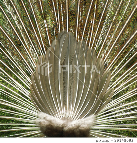 Beautiful peacock outdoors in the daytime. 59148692