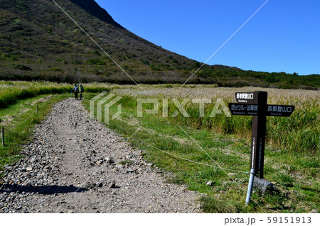 秋のくじゅう　吉部登山口から坊がつるへのトレッキングコース　黄金色に輝くススキの草原 59151913