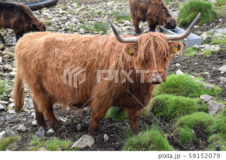 ハイランドキャトルの写真素材