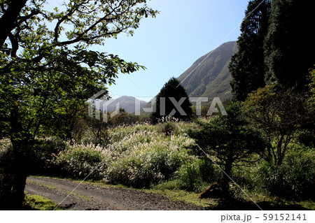 秋のくじゅう 吉部登山口から坊がつるへのトレッキングコース 黄金色に輝くススキの草原 秋のくじゅう 吉部登山口から坊がつるへのトレッキングコース 黄金色に輝くススキの草原 59152141