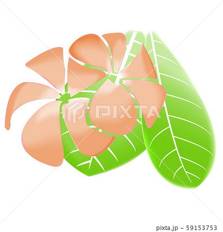 Frangipani and leaves Isolated On White Background Frangipani and leaves Isolated On White Background 59153753
