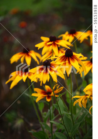 ヘレニウム 59153938