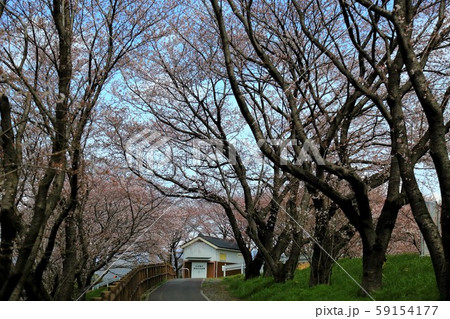 平野井川の桜堤・9(岐阜県安八郡神戸町柳瀬)) 平野井川の桜堤・9(岐阜県安八郡神戸町柳瀬)) 59154177