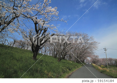 平野井川の桜堤・16(岐阜県安八郡神戸町柳瀬) 平野井川の桜堤・16(岐阜県安八郡神戸町柳瀬) 59154184