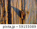 Rusty nail in wooden plank 59155089