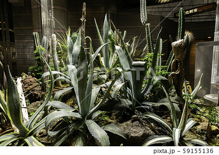 城下地下広場　しろちか　多肉植物園　岡山県岡山市 59155136