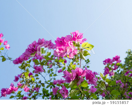 Blooming Bougainvillea Magenta Bougainvilleaの写真素材