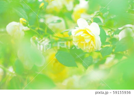 黄色のバラ 黄色のバラ 59155936