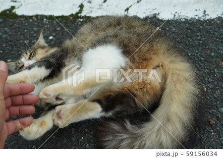 猫・野良猫・サバ白・子猫・まきちゃん・十月・くつろぐ・カール・巻き毛 59156034
