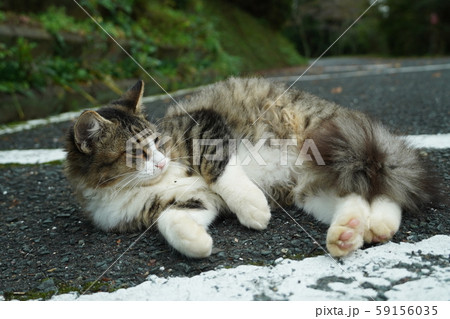 猫・野良猫・サバ白・子猫・まきちゃん・十月・くつろぐ・カール・巻き毛 59156035