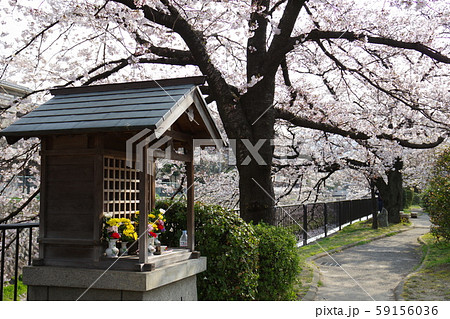 京都 桜の小路 59156036