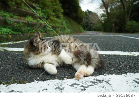 猫・野良猫・サバ白・子猫・まきちゃん・十月・くつろぐ・カール・巻き毛 59156037