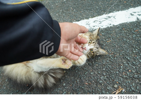 猫・野良猫・サバ白・子猫・まきちゃん・十月・くつろぐ・カール・巻き毛 59156038