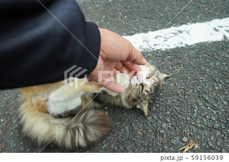 猫・野良猫・サバ白・子猫・まきちゃん・十月・くつろぐ・カール・巻き毛 59156039