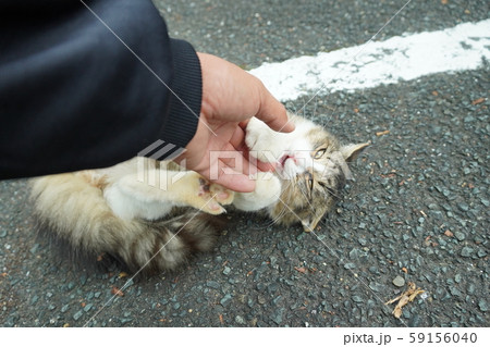 猫・野良猫・サバ白・子猫・まきちゃん・十月・くつろぐ・カール・巻き毛 59156040