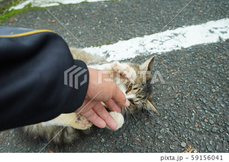 猫・野良猫・サバ白・子猫・まきちゃん・十月・くつろぐ・カール・巻き毛 59156041