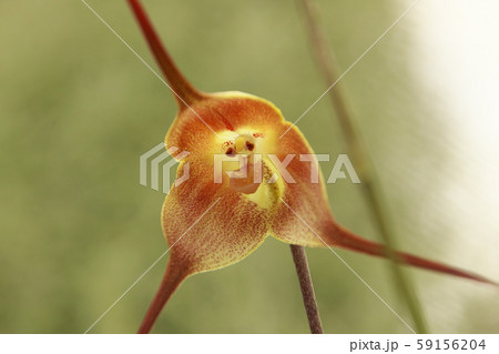 ドラクラ・ギガス 59156204