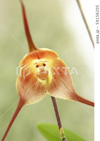 ドラクラ・ギガス ドラクラ・ギガス 59156205