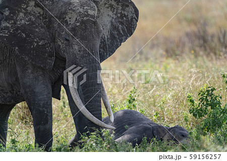 アフリカゾウ アフリカゾウ 59156257
