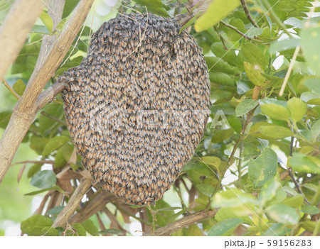 Bees nest on a branch in a garden of lemon farmers in the winter in Thailand. Bees nest on a branch in a garden of lemon farmers in the winter in Thailand. 59156283