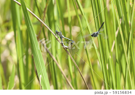 シオカラトンボ シオカラトンボ 59156834