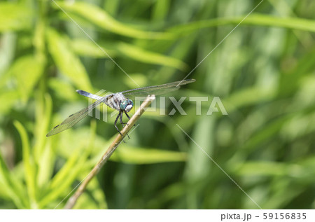 シオカラトンボ 59156835