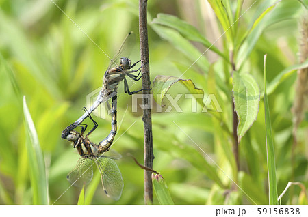 シオカラトンボ 59156838