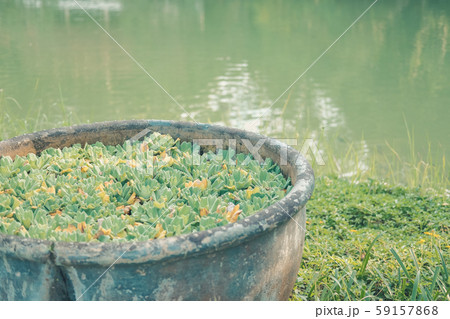 water lettuce aquatic plant floating on water. water lettuce aquatic plant floating on water. 59157868