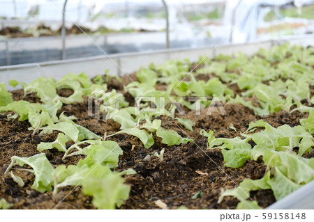 plant growing in farm. vegatable plantation in garden plant growing in farm. vegatable plantation in garden 59158148