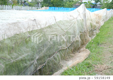 rice paddy field covering with net for preventing birds rice paddy field covering with net for preventing birds 59158149
