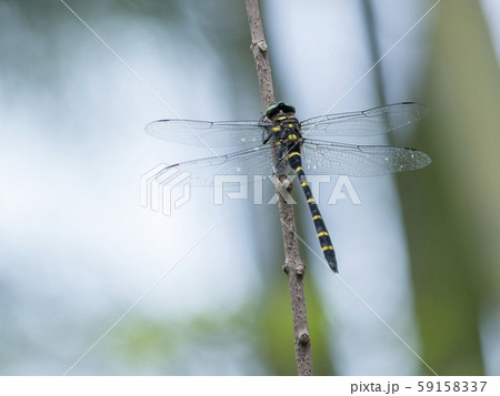 オニヤンマ オニヤンマ 59158337