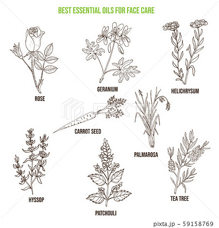 Best essential oils for face care 59158769 PIXTA