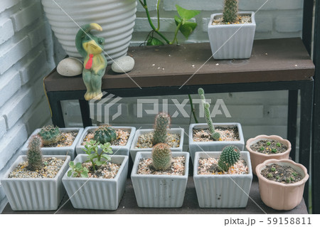succulent cactus plant in pot decorating near white brick wall 59158811