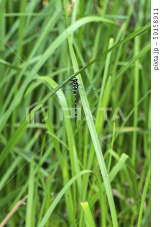 オニヤンマ オニヤンマ 59158911