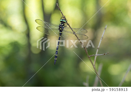 オニヤンマ 59158913