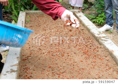 farmer growing plant tree seedling on fertile soil. farmer growing plant tree seedling on fertile soil. 59159047