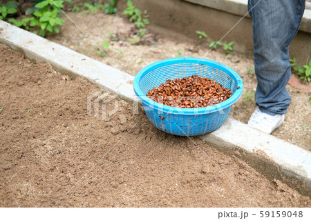 farmer growing plant tree seedling on fertile soil. 59159048