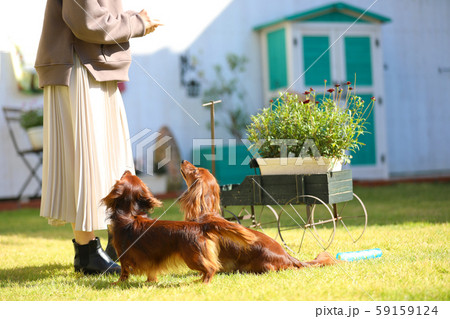庭で遊ぶダックスフンド 59159124
