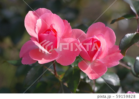 薔薇　ジャルダン・ドゥ・フランス 59159828