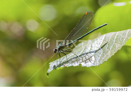 カワトンボ 59159972