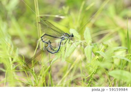 カワトンボ 59159984