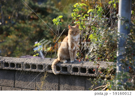 道猫 住宅 路地 59160012