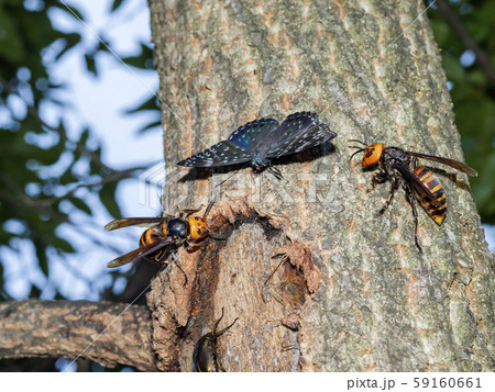 スミナガシ 59160661