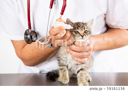 Veterinary clinic with a kitten Veterinary clinic with a kitten 59161136