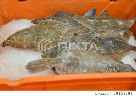 Flounder with orange spots in ice containers in the market 59161293