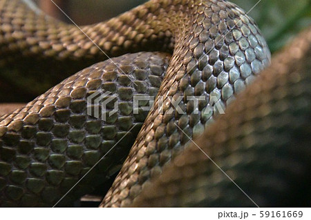 蛇のうろこのクロ ズアップ バンクーバー ブリティッシュコロンビア州 カナダの写真素材