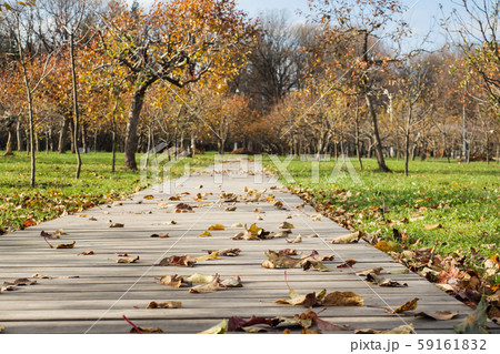 Autumn trees and fallen yellow leaves in a Park in the city. 59161832